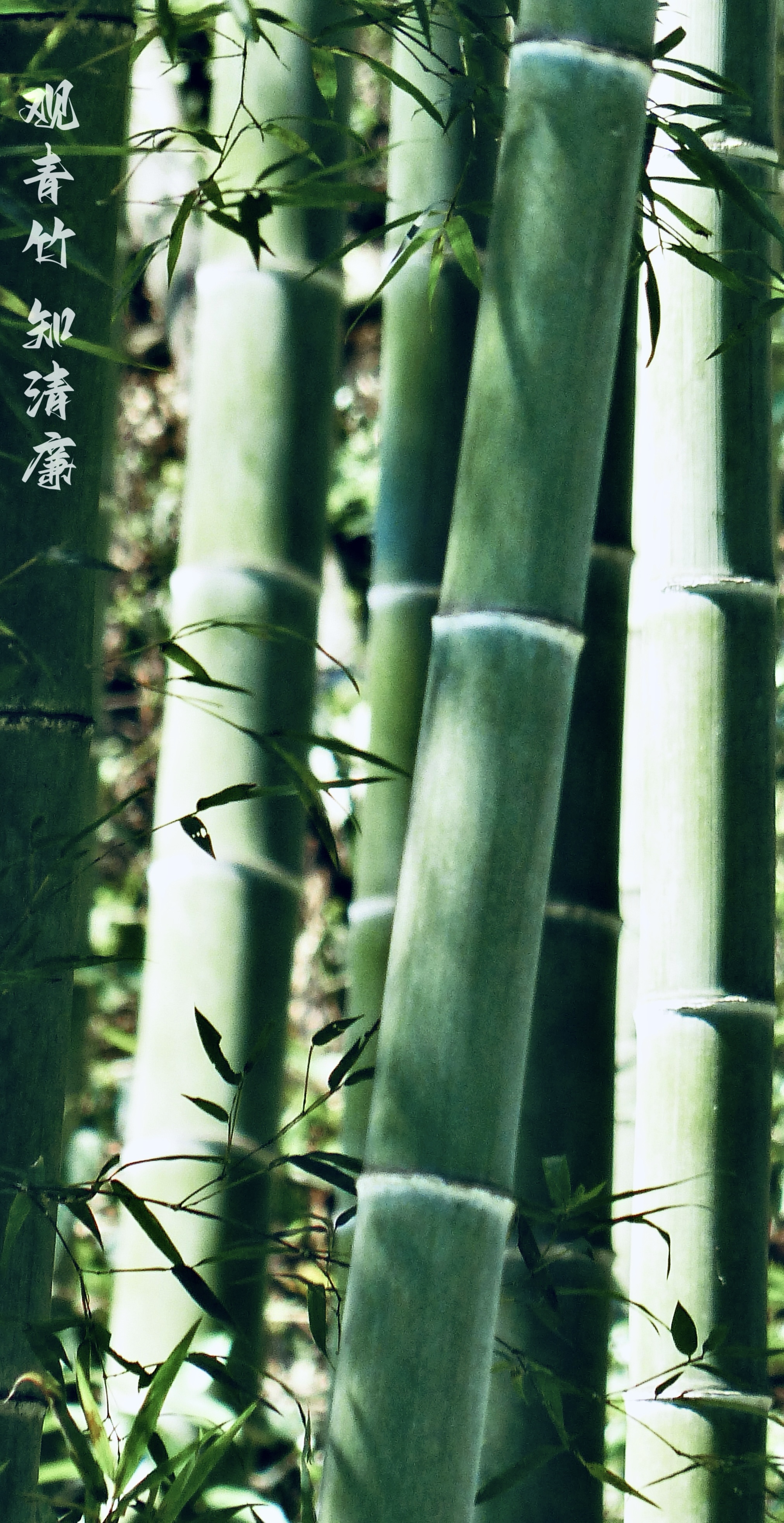 23攝影《觀青竹 知清廉》.jpg